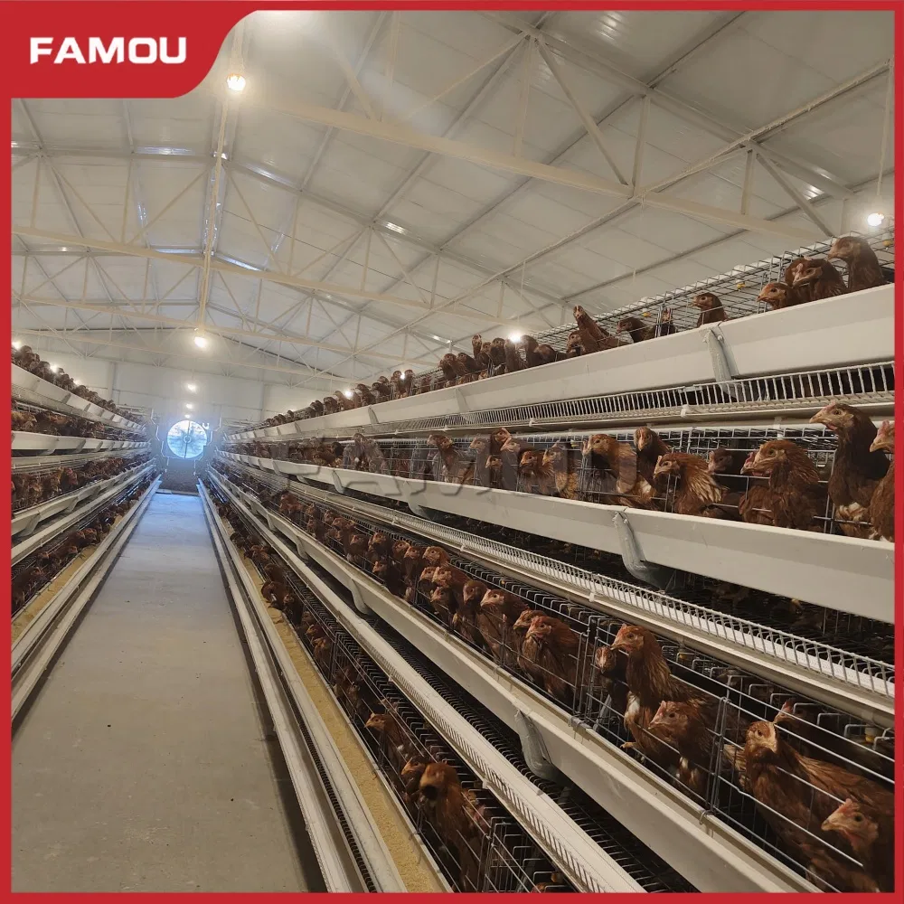 Innovative Type Layer Chicken Cage for Modern Poultry Operations