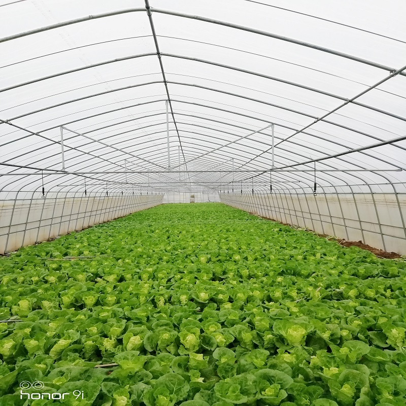 Custom Tarpaulin Color Greenhouses for Optimal Crop Yield Enhancement