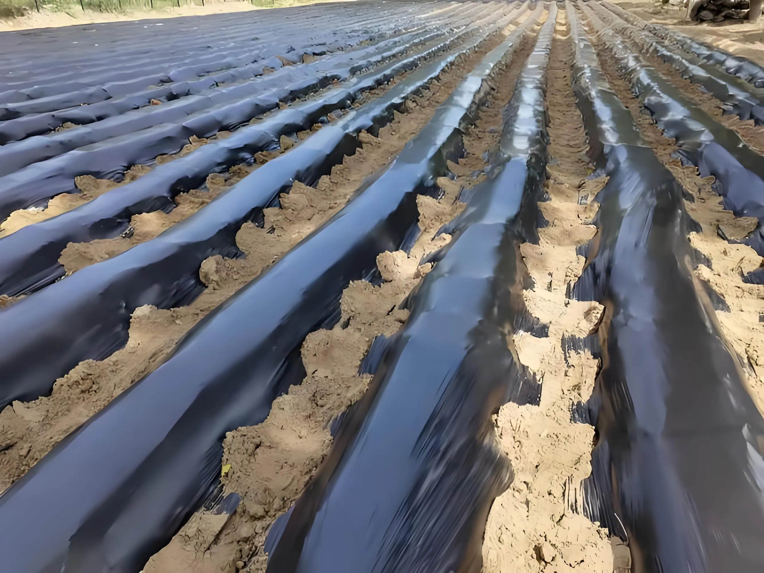 Biodegradable Eco Friendly Mulch Film for Sustainable Agriculture