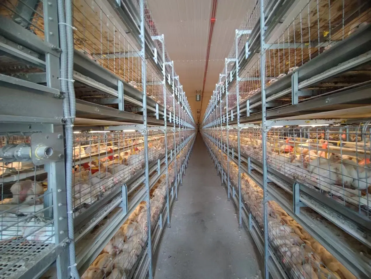 Advanced Layer and Breeder Broiler Cage Systems for Optimal Production