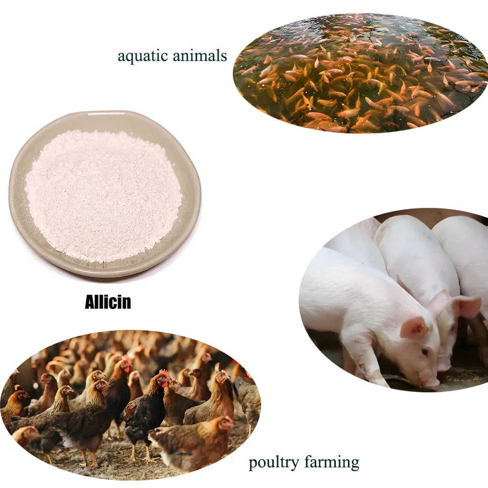 Natural Allicin Feed Additive for Aquaculture Feed Efficiency Optimization