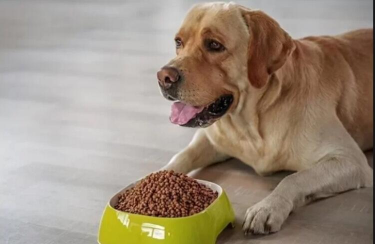 High Protein Hills Science Diet Dog Food Croquette Pet Treat Machine Extrusion Equipment Machinery