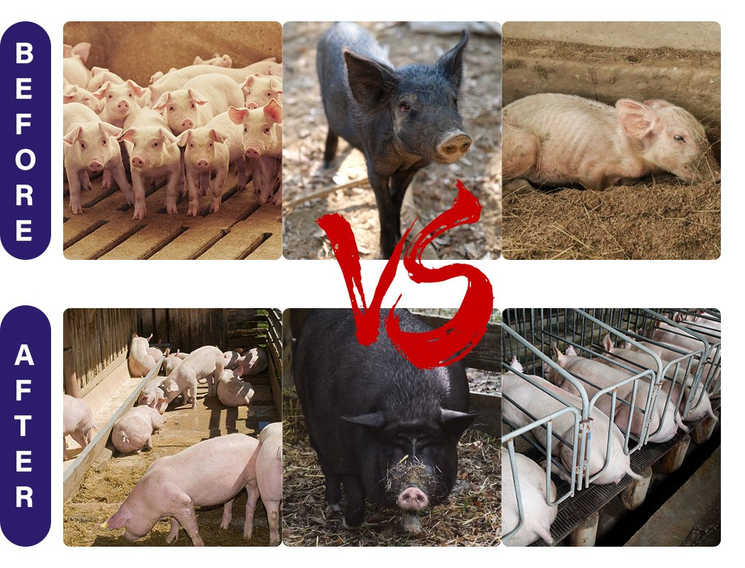 Custom Factory Pig Growth Booster Support Improved Vitality Increase Appetite and Gut Health