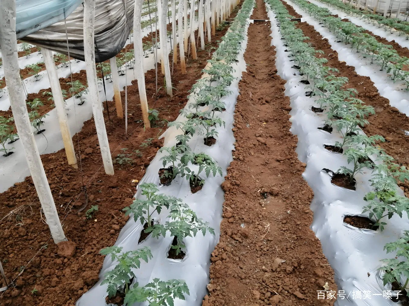 Biodegradable Eco Friendly Mulch Film for Sustainable Agriculture