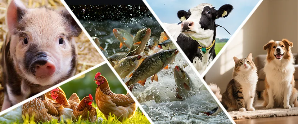 Feed Additive Application