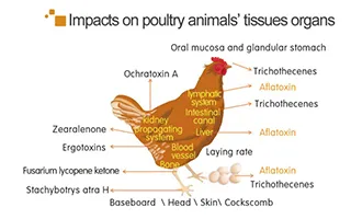 Application for Poultry