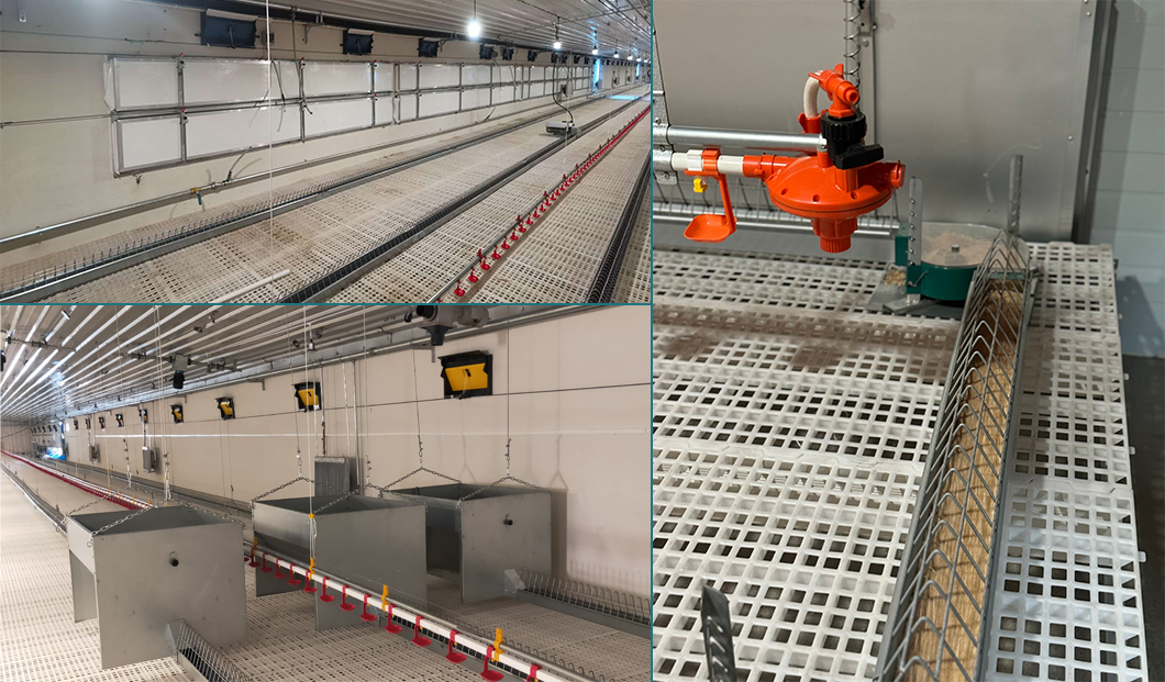 Effortless Chain Feeding System for Optimal Chicken Breeder Nutrition