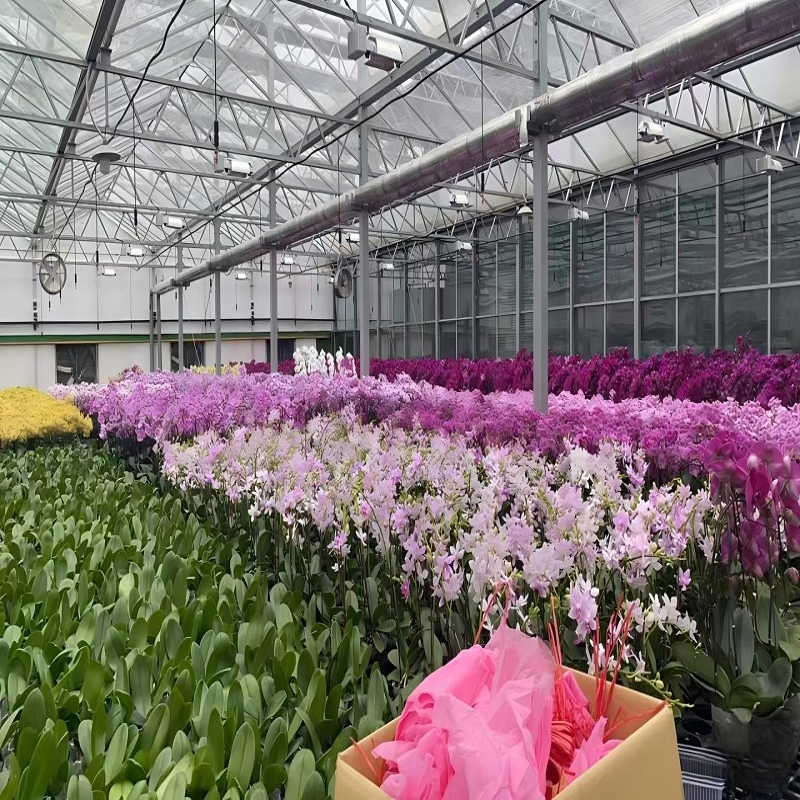 Custom Tarpaulin Color Greenhouses for Optimal Crop Yield Enhancement