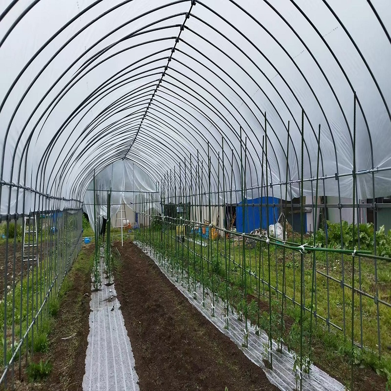 Custom Tarpaulin Color Greenhouses for Optimal Crop Yield Enhancement