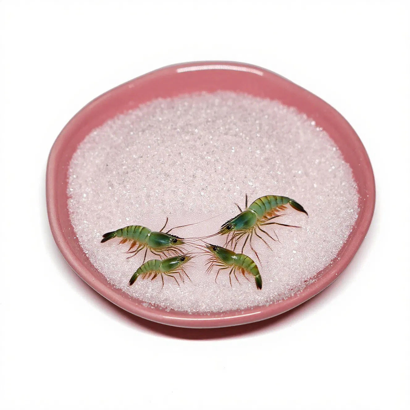 Essential Betaine for Shrimp Feed, Enhances Feeding and Efficiently Helps Shrimp Gain Weight Quickly