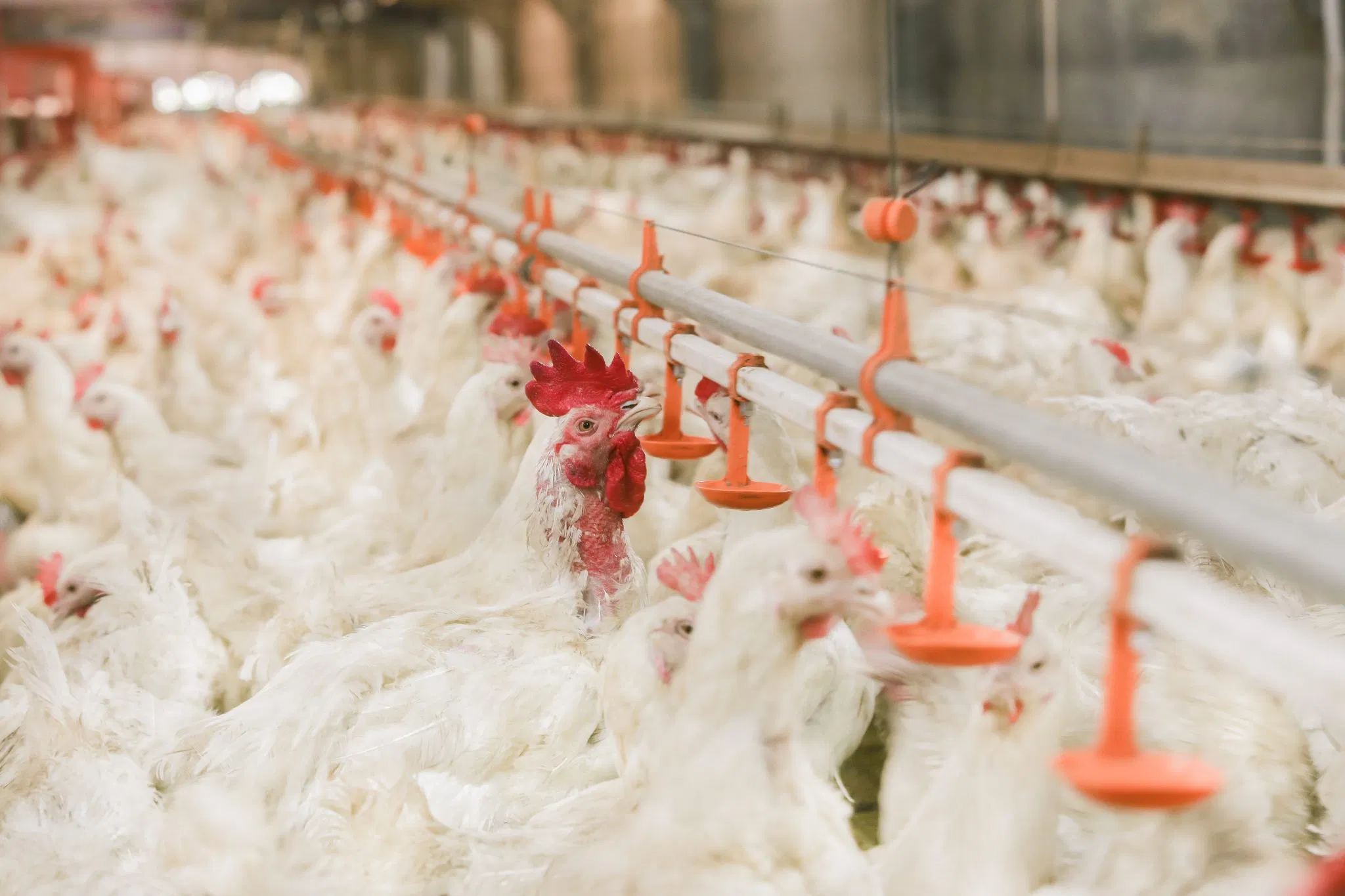 Advanced Automatic Broiler Chicken Farming System for Efficient Production