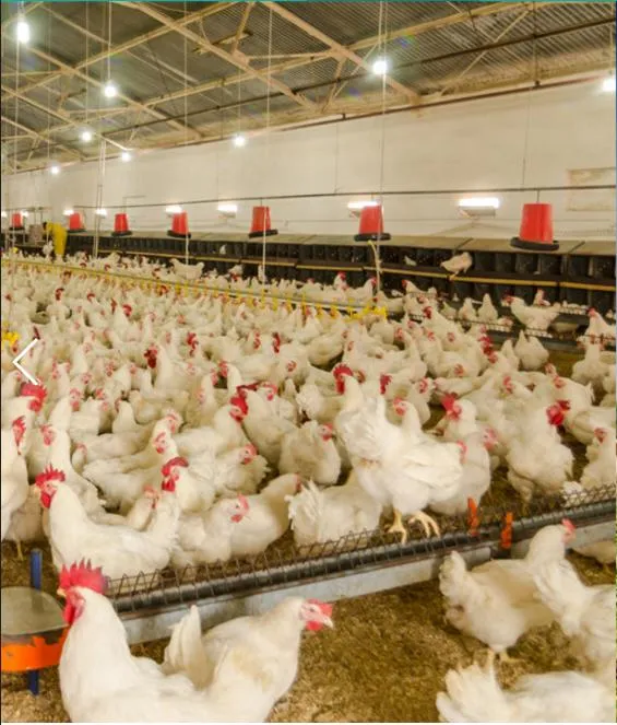 Monocalcium Phosphate