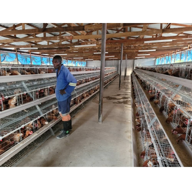 Poultry Farm Automatic Hot-DIP Galvanized Steel Material Movable H Type Broiler Cage Feeding System