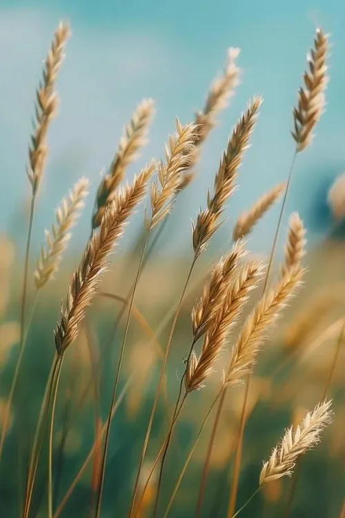 Wheat