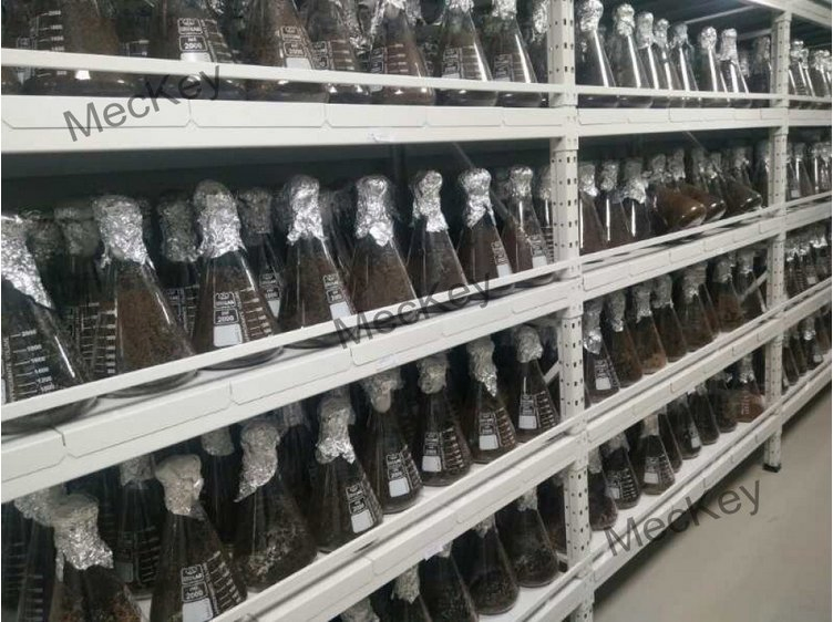 Premium Lysine Crop Booster for Optimal Yields and Growth