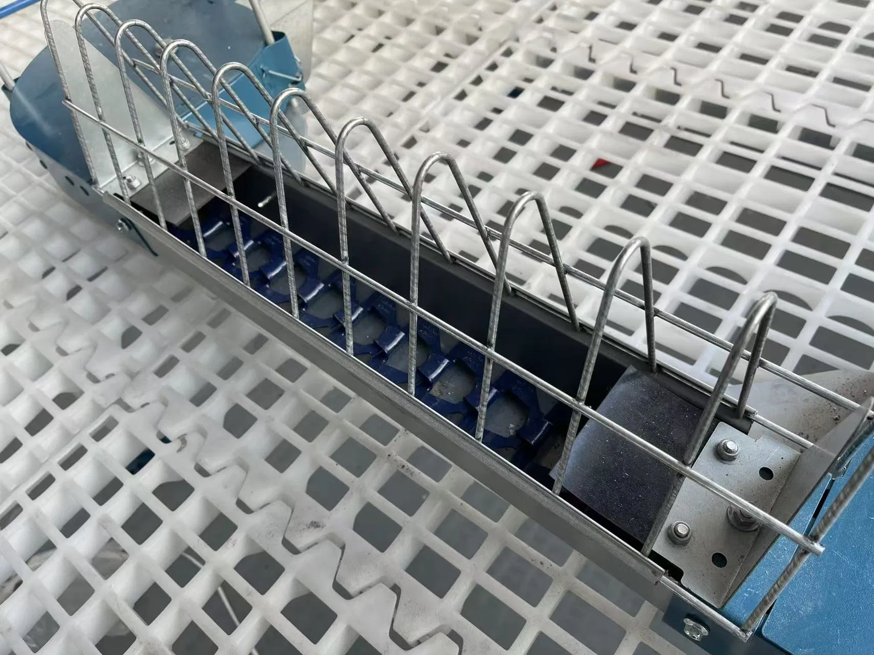 Effortless Chain Feeding System for Optimal Chicken Breeder Nutrition