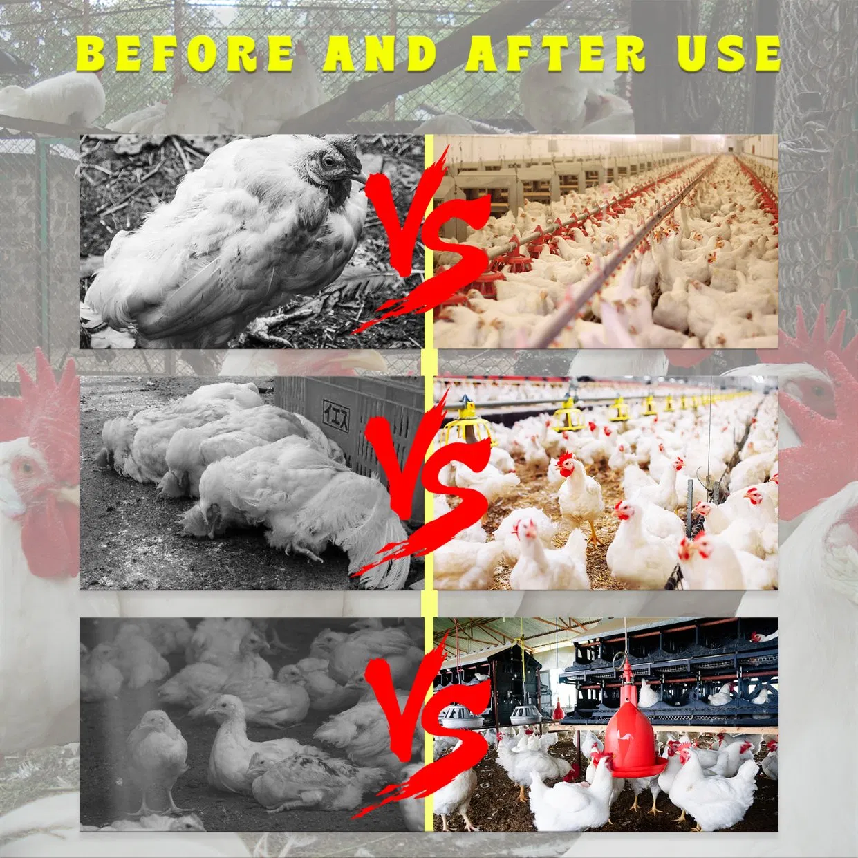 Poultry Premix Feed Lutein Amino Acid Supplements Broiler Chicken Weight Gain Booster Animal for Livestock to Promote Growth Animal Feed Additives