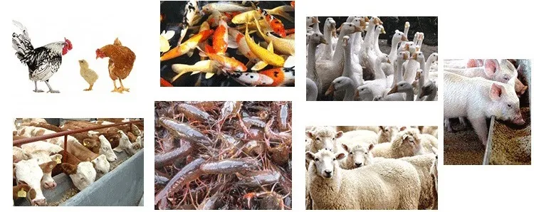 Mycoprotein Application