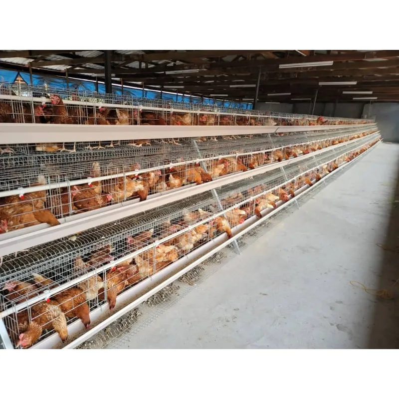 Poultry Farm Automatic Feeding System