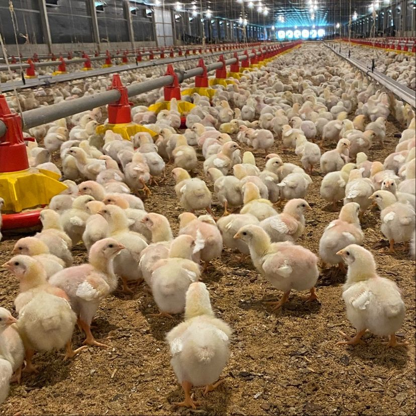 Advanced Automatic Broiler Chicken Farming System for Efficient Production