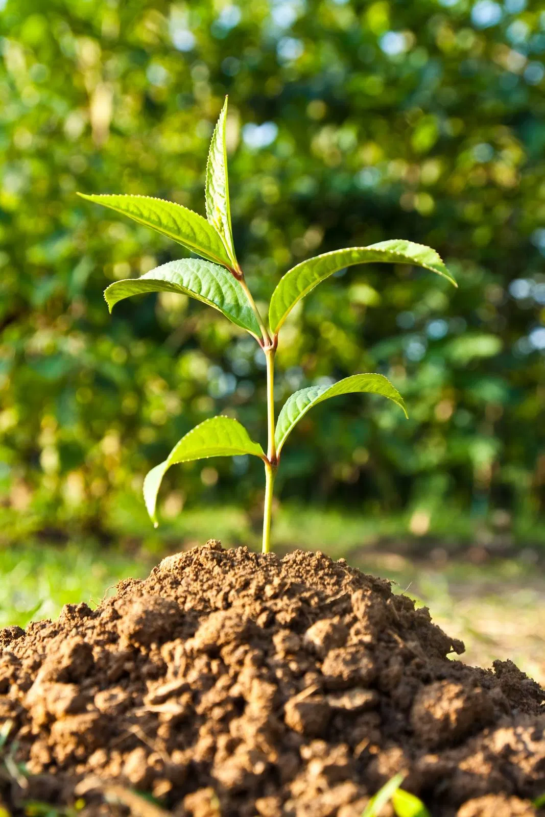 Sap Potassium Polyacrylate Agricultural Gel for Improved Soil Health Price