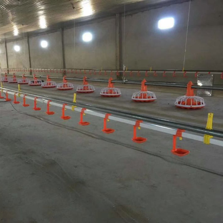 Advanced Automatic Chicken Floor Raising System for Poultry Farming