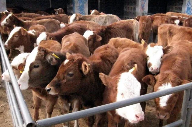 Zeolite Application 2