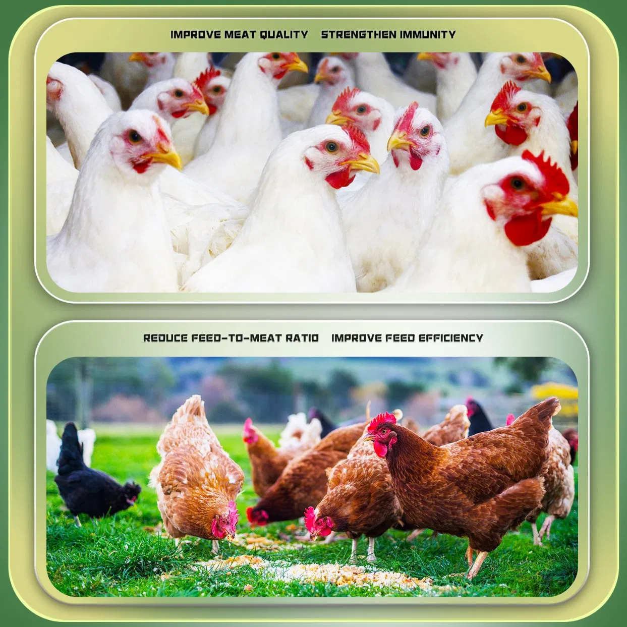 Poultry Premix Feed Lutein Amino Acid Supplements Broiler Chicken Weight Gain Booster Animal for Livestock to Promote Growth Animal Feed Additives
