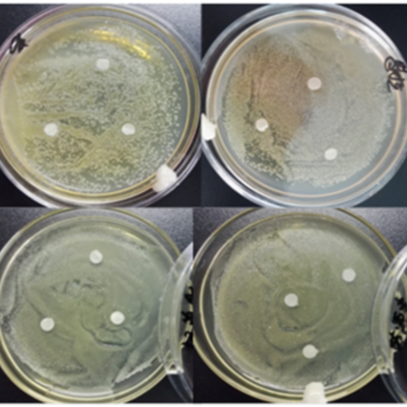 Elevate Growth, Support Immunological Balance, Clostridium Butyricum Food, Infused Probiotic Nutrition