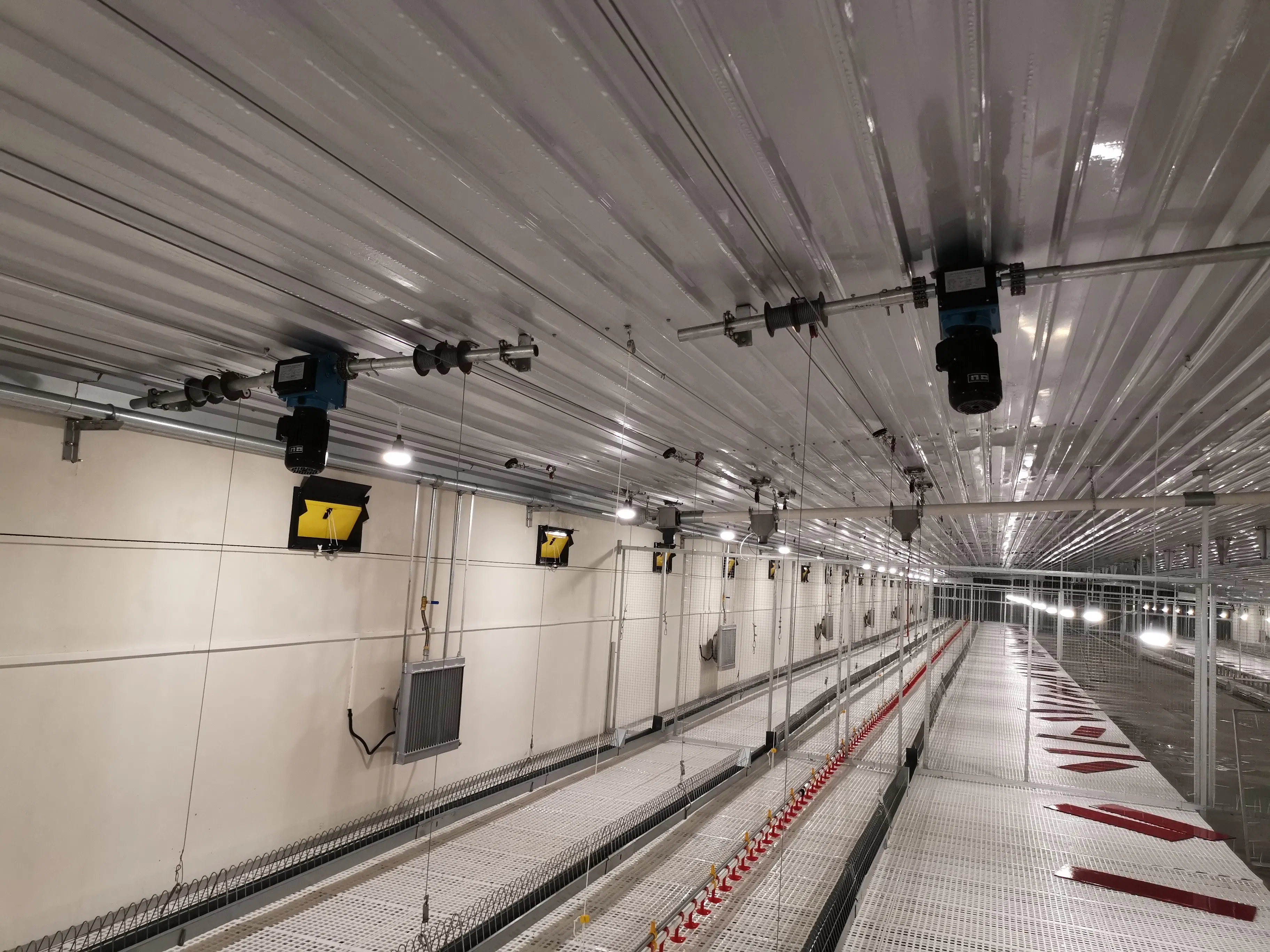 Effortless Chain Feeding System for Optimal Chicken Breeder Nutrition