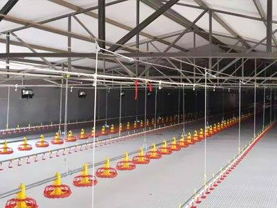 Advanced Automatic Broiler Chicken Farming System for Efficient Production
