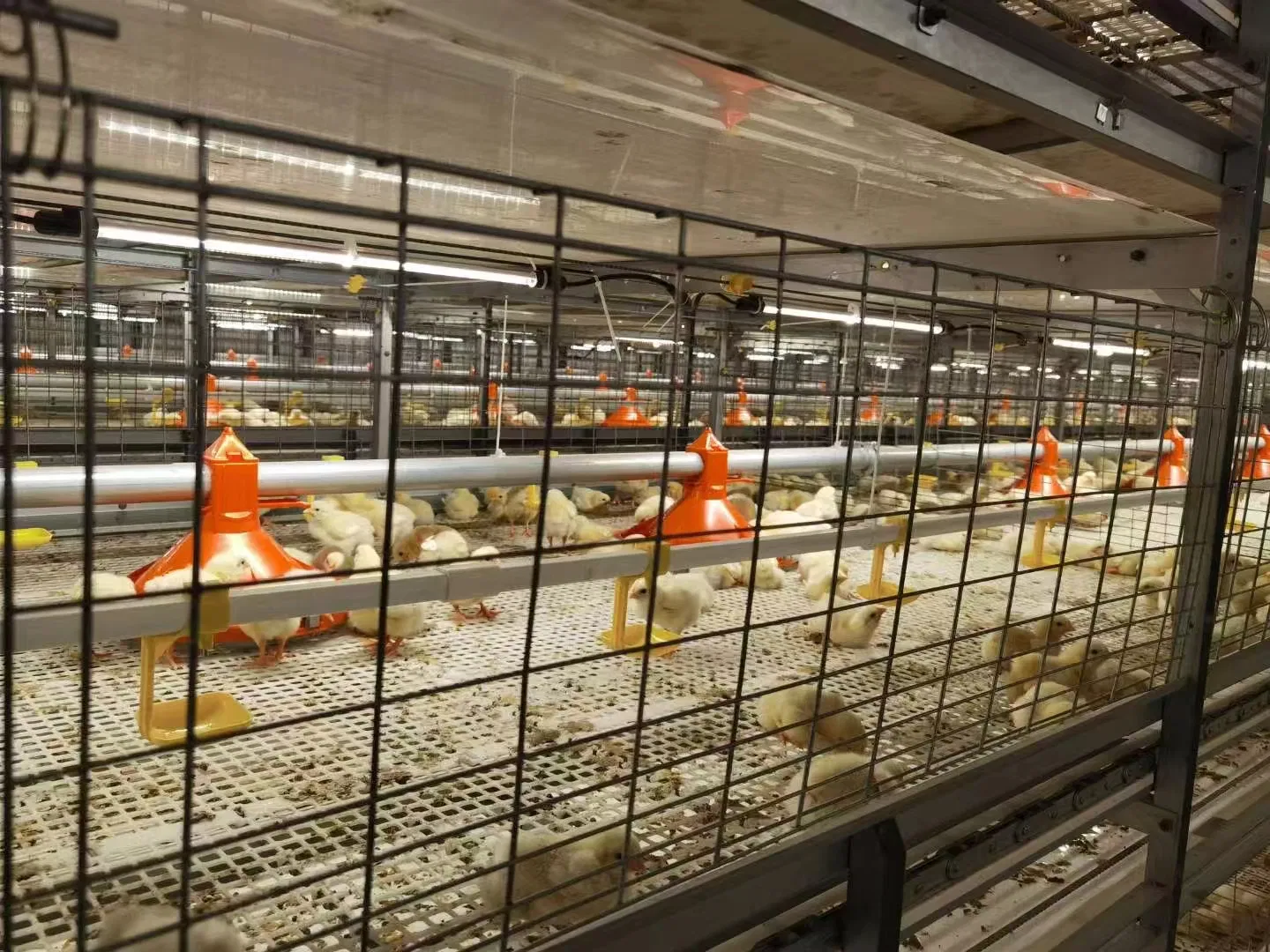 Advanced Layer and Breeder Broiler Cage Systems for Optimal Production