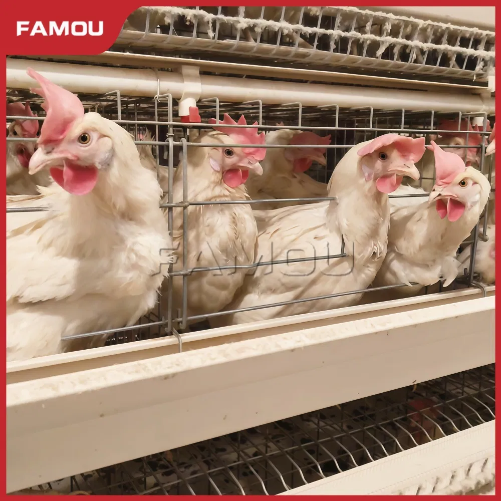 Innovative Type Layer Chicken Cage for Modern Poultry Operations