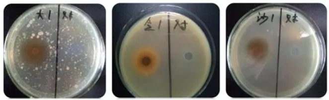 Antibacterial Research