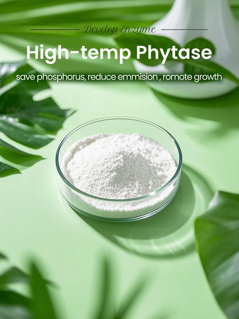 Phytase Nutrient Absorption