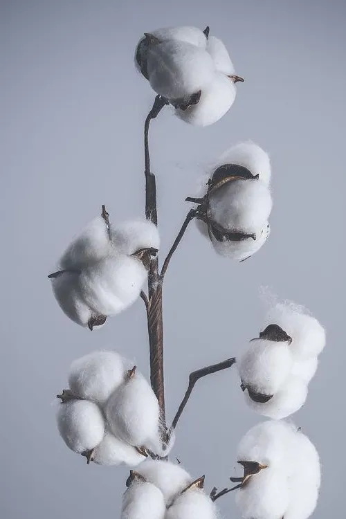 Cotton
