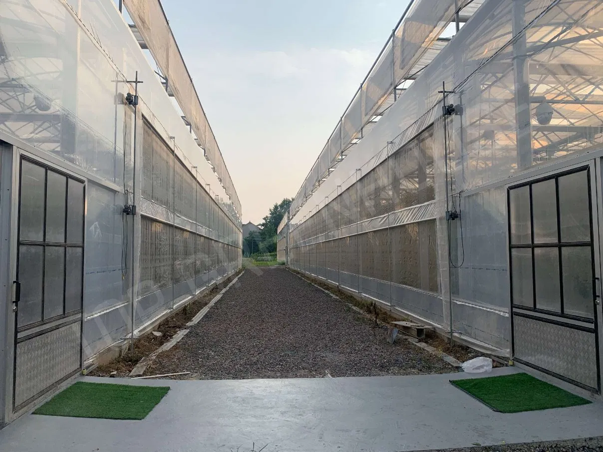 Film Greenhouse for Agricultural Yield Enhancement