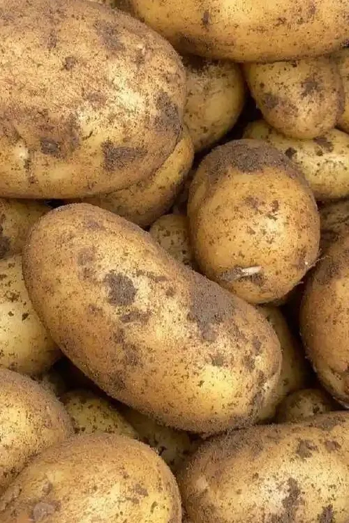 Potato