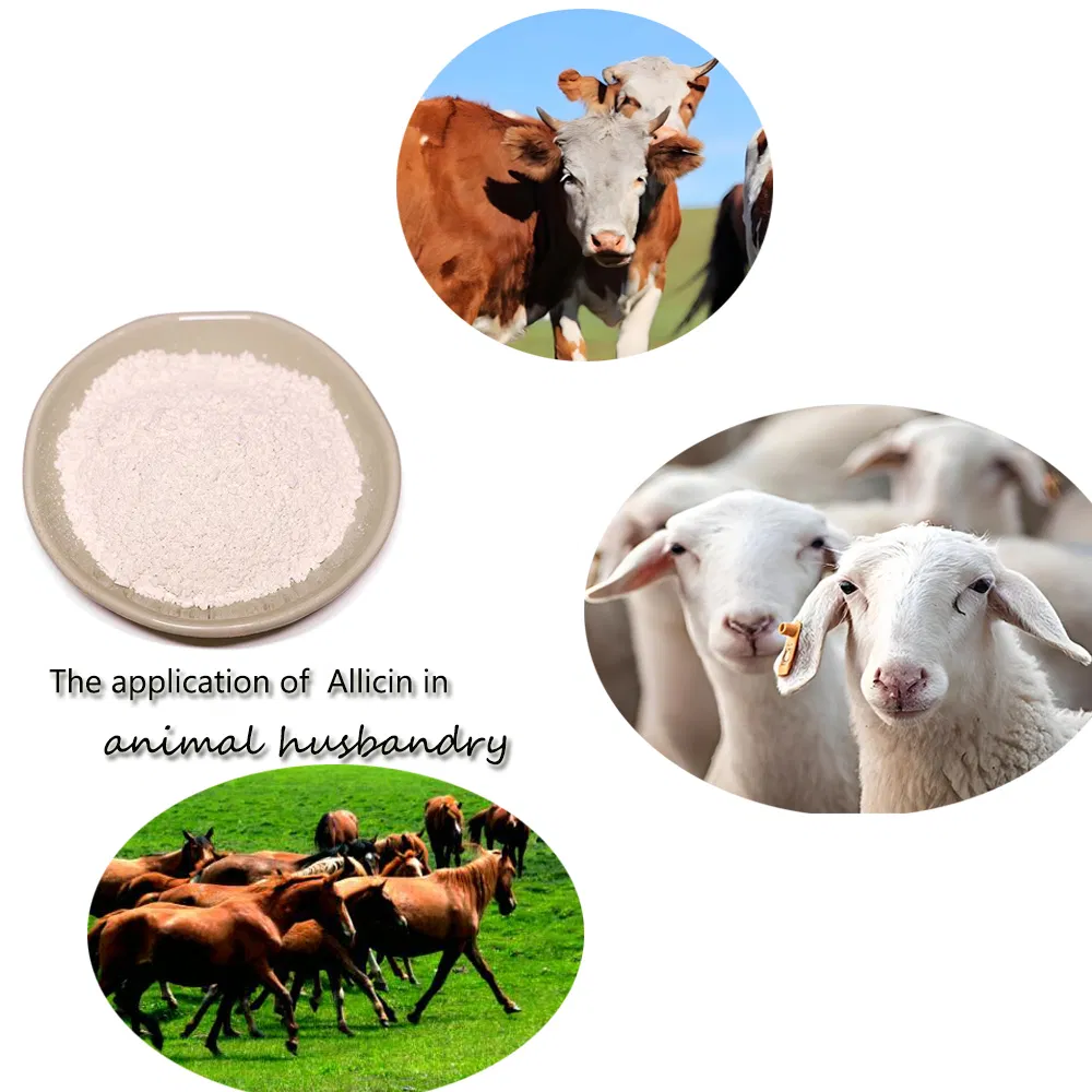 Natural Allicin Feed Additive for Aquaculture Feed Efficiency Optimization