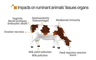 Application for Cows