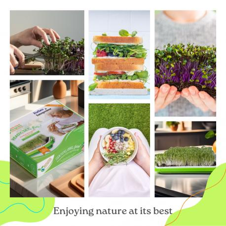 Standard Microgreens Growing System for Home Gardening