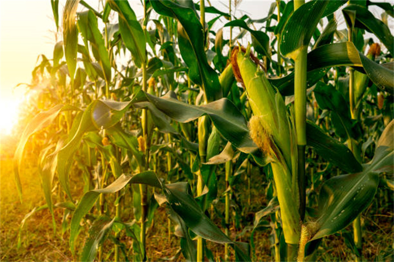Hydrolyzed Corn Protein