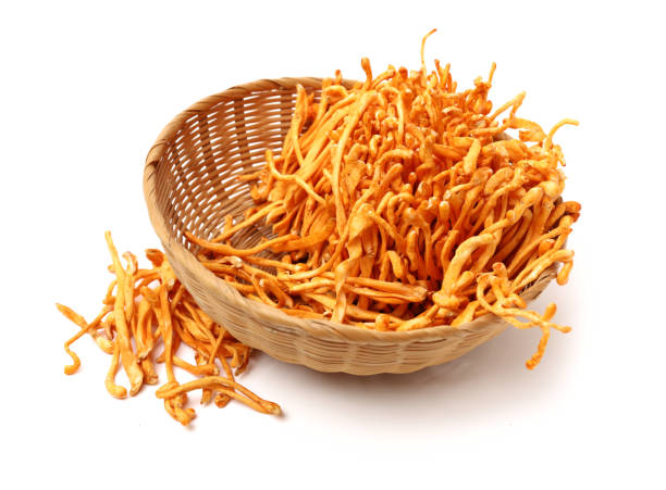 cordyceps militaris Peptide5