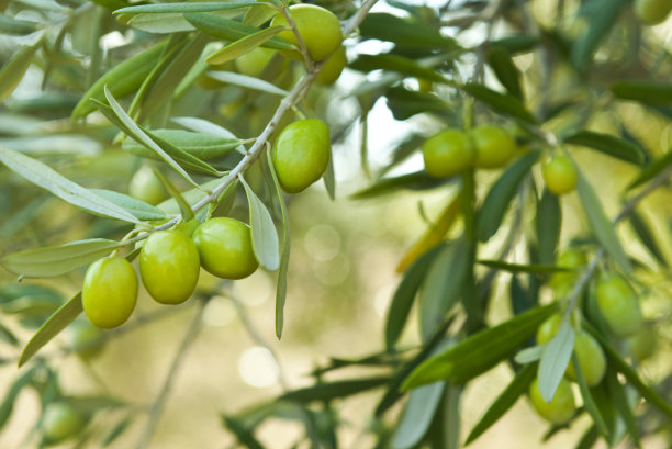 Plant-derived Squalane Features