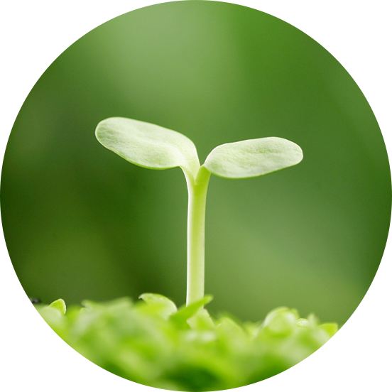 Natural plant seedling representing Le-Nutra botanical sourcing