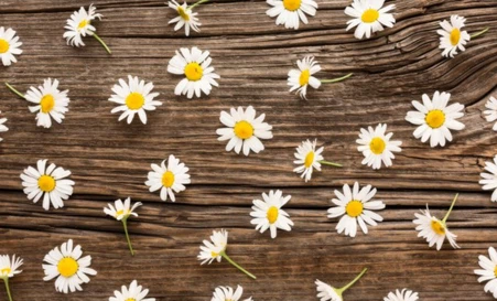 chamomile extract for skin