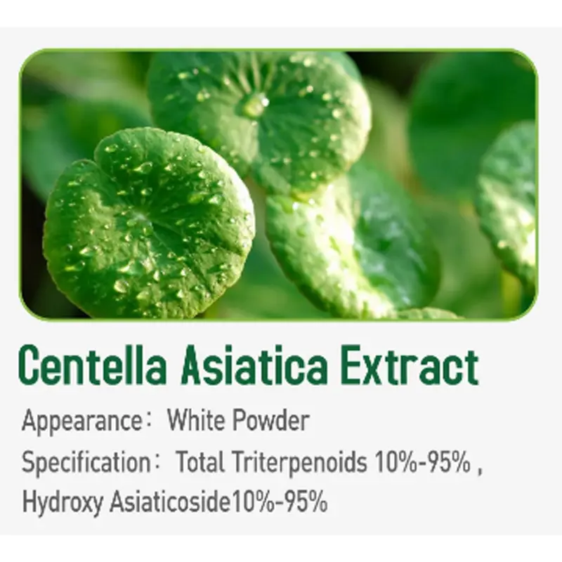 High-Quality Natural Wholesale Cosmetics Centella Asiatica Extract For Skincare Manufacturers, Exporters