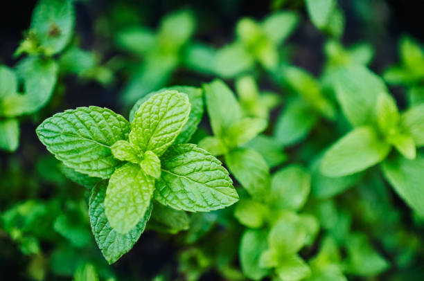 Natural Peppermint Leaves