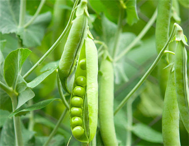 Hydrolysed Pea Protein Powder