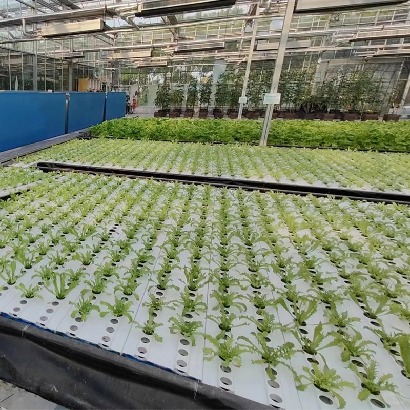Greenhouse Nft Hydroponic Solution for Continuous Vegetable and Herb Production